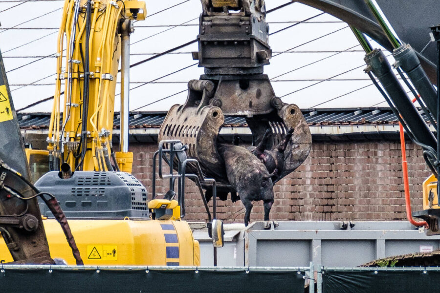 Brand varkensstal Reusel, mei 2023