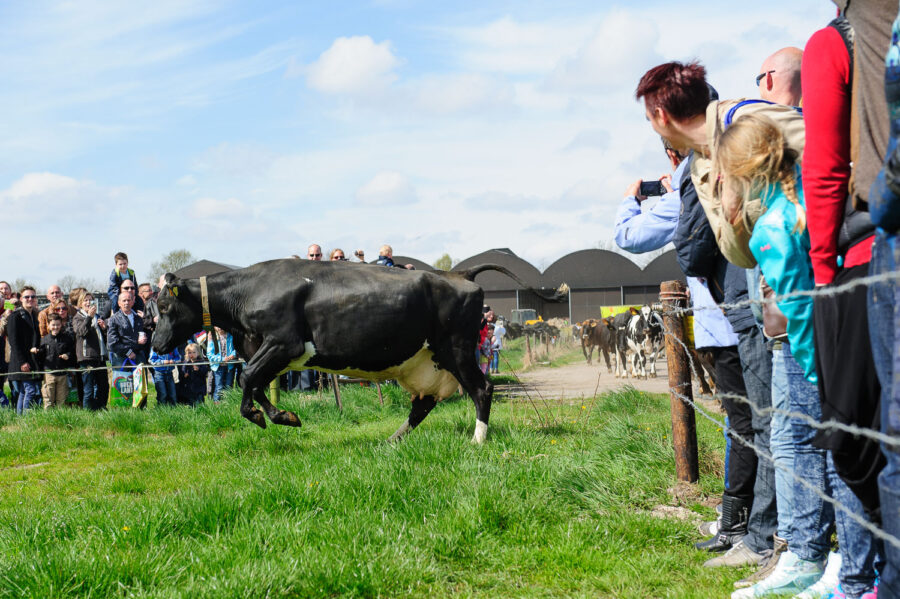 Koeien mogen voor het eerst weer naar buiten bij boerderij bij De Moer, Tilburg