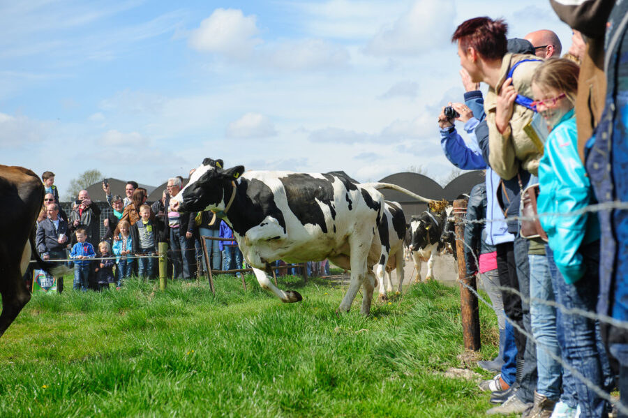 Koeien mogen voor het eerst weer naar buiten bij boerderij bij De Moer, Tilburg