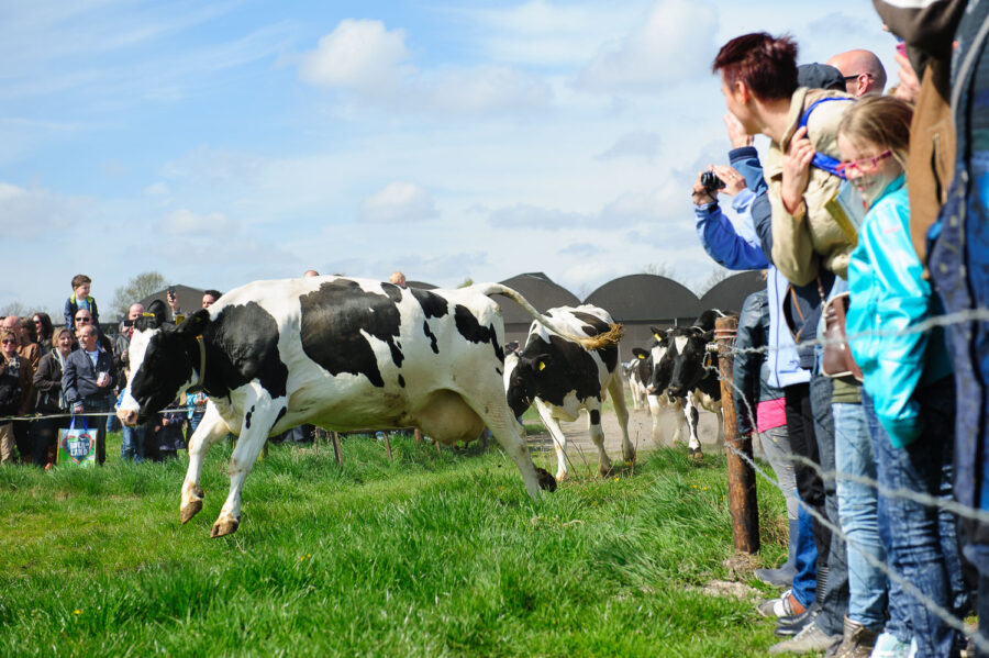 Koeien mogen voor het eerst weer naar buiten bij boerderij bij De Moer, Tilburg