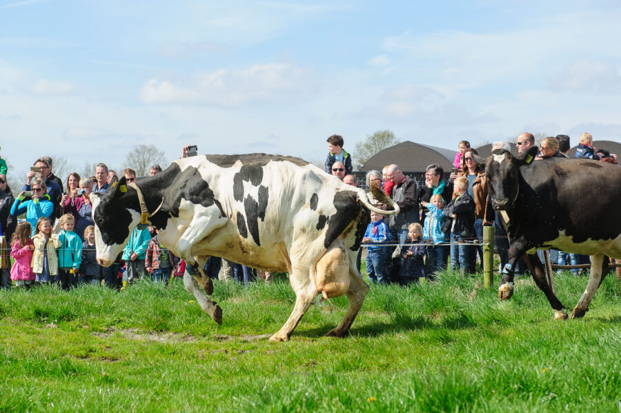 Koeien mogen voor het eerst weer naar buiten bij boerderij bij De Moer, Tilburg