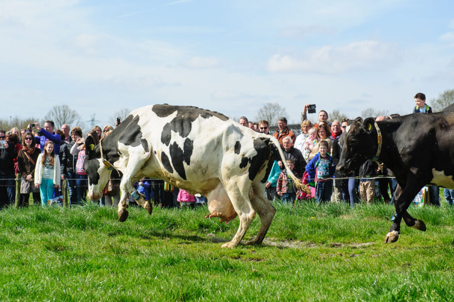 Koeien mogen voor het eerst weer naar buiten bij boerderij bij De Moer, Tilburg