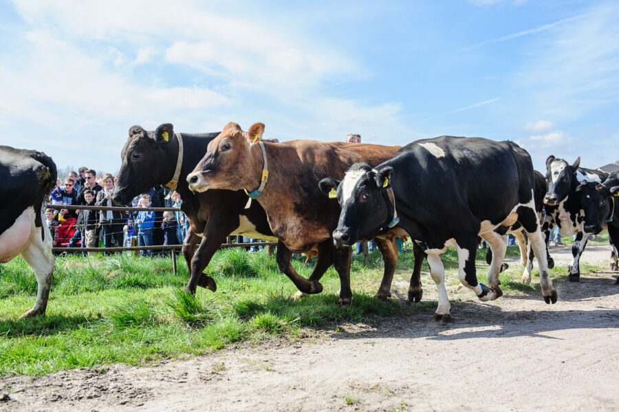 Koeien mogen voor het eerst weer naar buiten bij boerderij bij De Moer, Tilburg