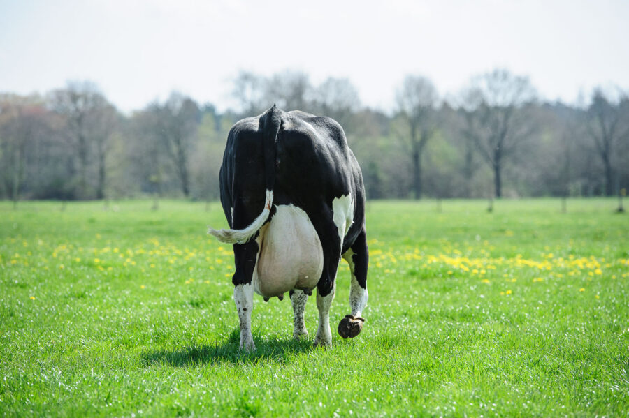 Koeien mogen voor het eerst weer naar buiten bij boerderij bij De Moer, Tilburg