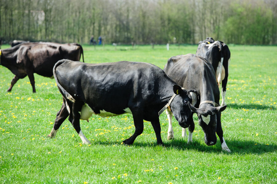 Koeien mogen voor het eerst weer naar buiten bij boerderij bij De Moer, Tilburg