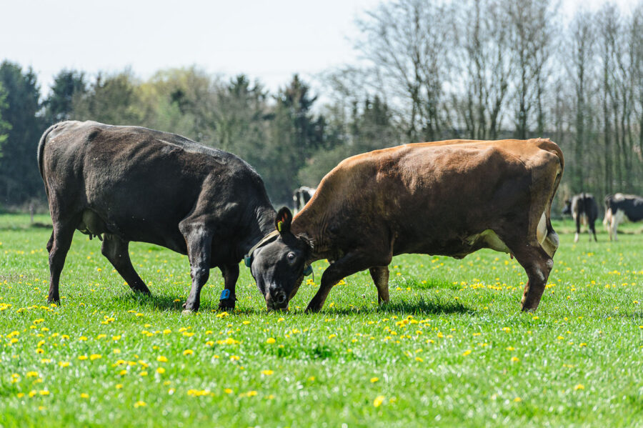 Koeien mogen voor het eerst weer naar buiten bij boerderij bij De Moer, Tilburg