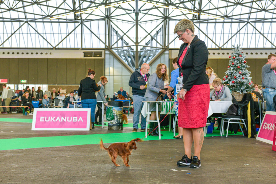 Hondenshow Amsterdam: kortsnuiten