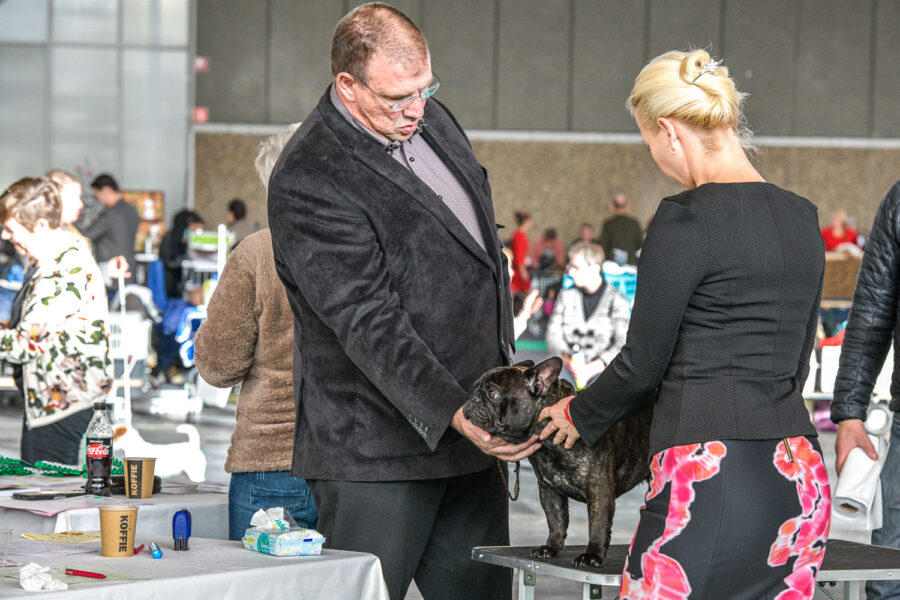 Hondenshow Amsterdam: kortsnuiten