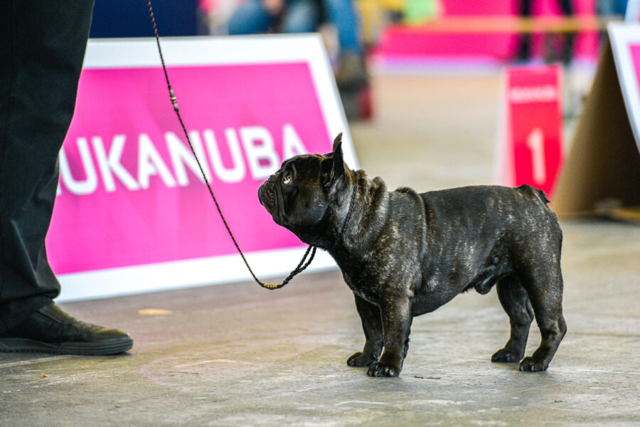 Hondenshow Amsterdam 2017: kortsnuiten