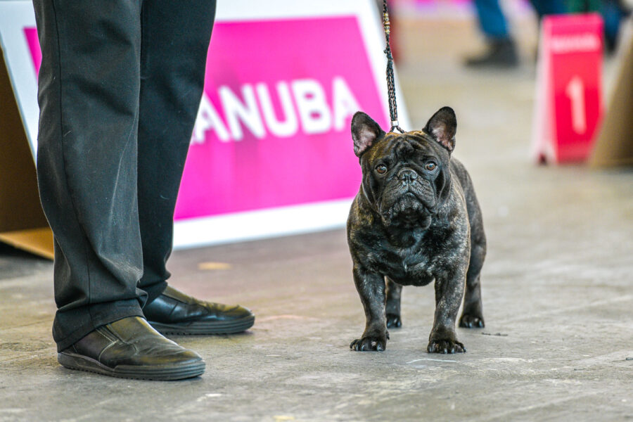 Hondenshow Amsterdam: kortsnuiten