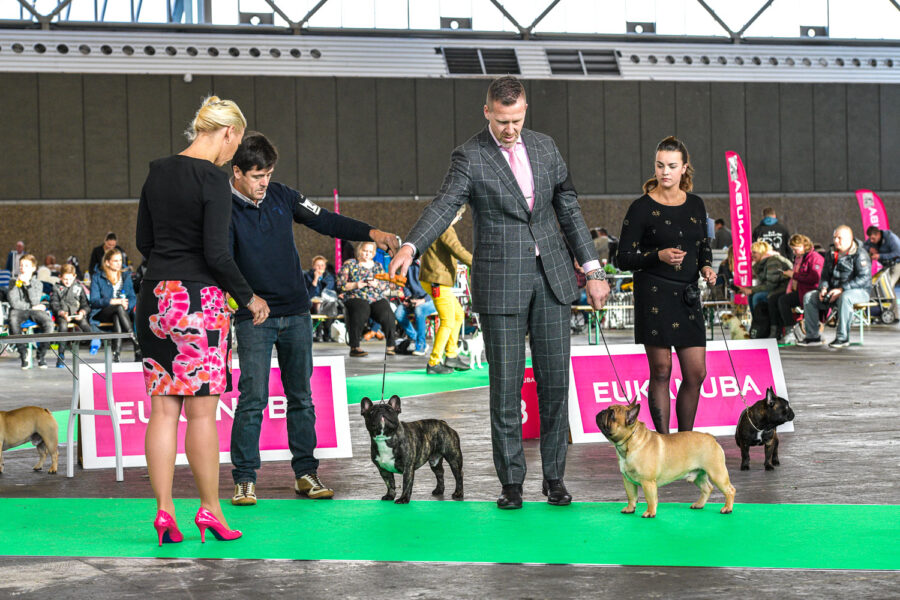 Hondenshow Amsterdam: kortsnuiten