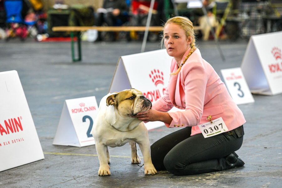 Hondenshow Amsterdam: kortsnuiten