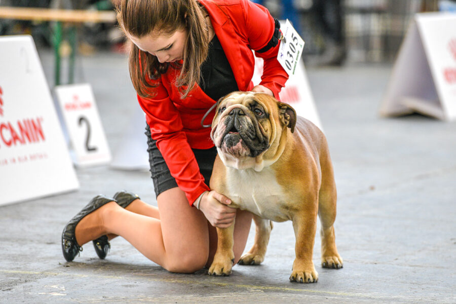 Hondenshow Amsterdam: kortsnuiten