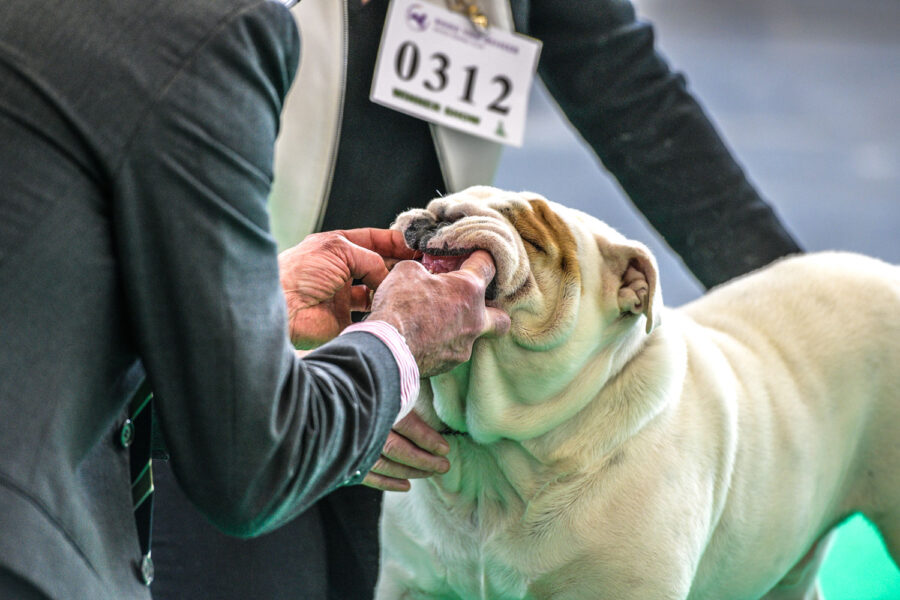 Hondenshow Amsterdam: kortsnuiten