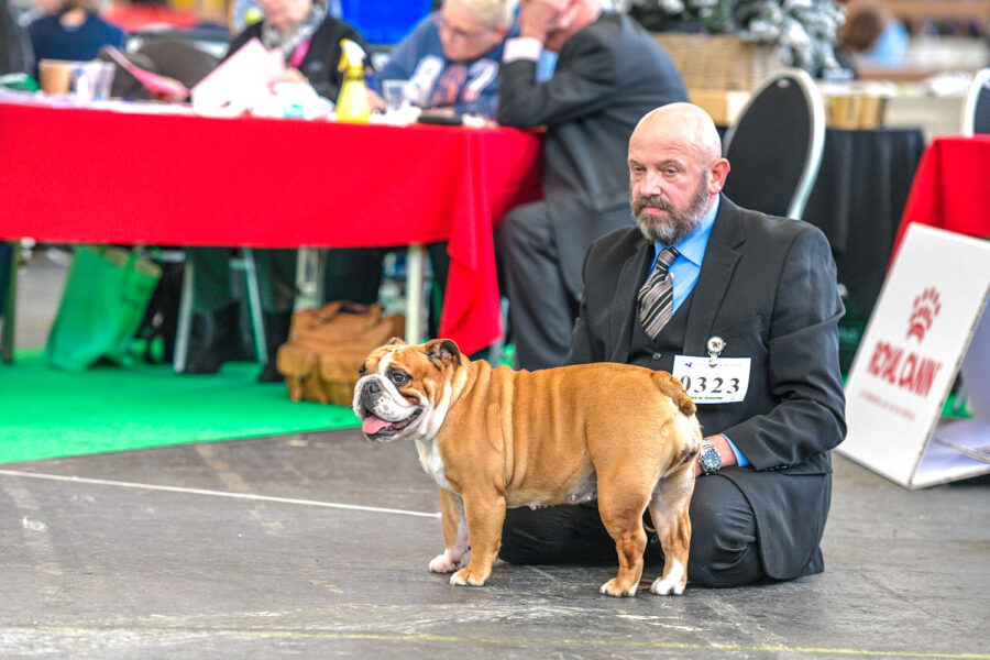 Hondenshow Amsterdam: kortsnuiten