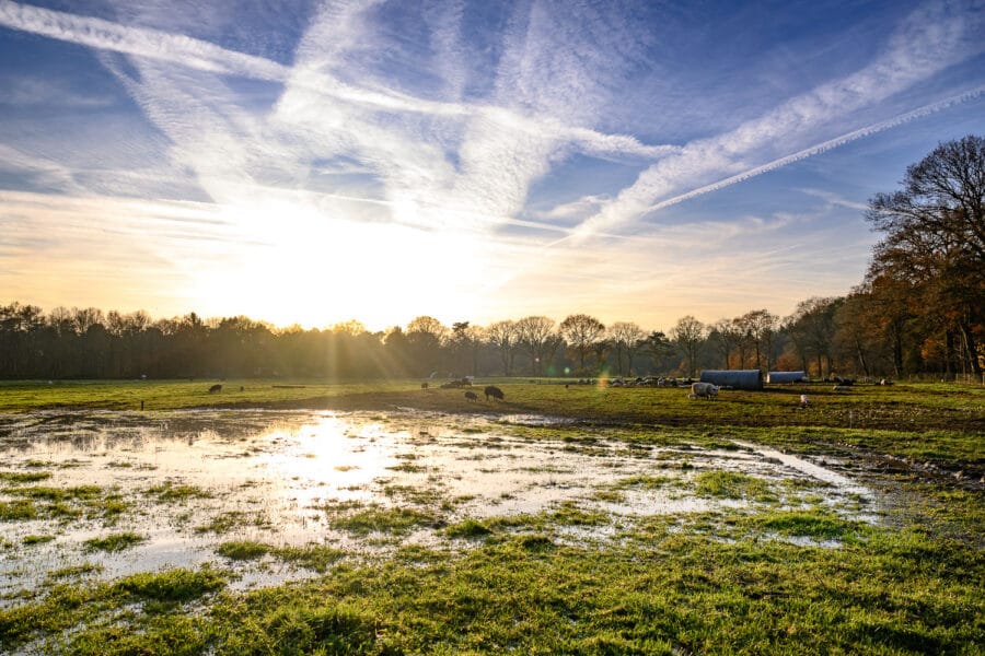 Plassen regenwater bij zondsondergang op veld biologische varkensboer Oirschot