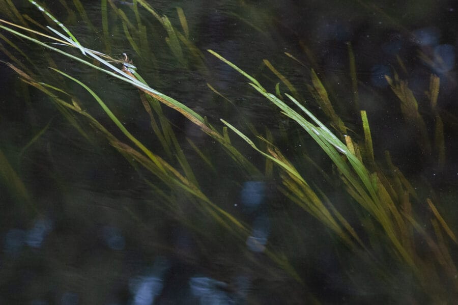 Foto van lange groene grasstengels onder het wateroppervlak van een beekje
