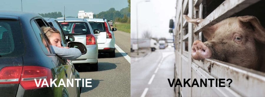 Twee foto's naast elkaar: een vrouw hangt slaperig uit het raam van een auto terwijl ze in de file staan. Daarnaast een foto van een varken in een vrachtwagen, op weg naar het slachthuis.