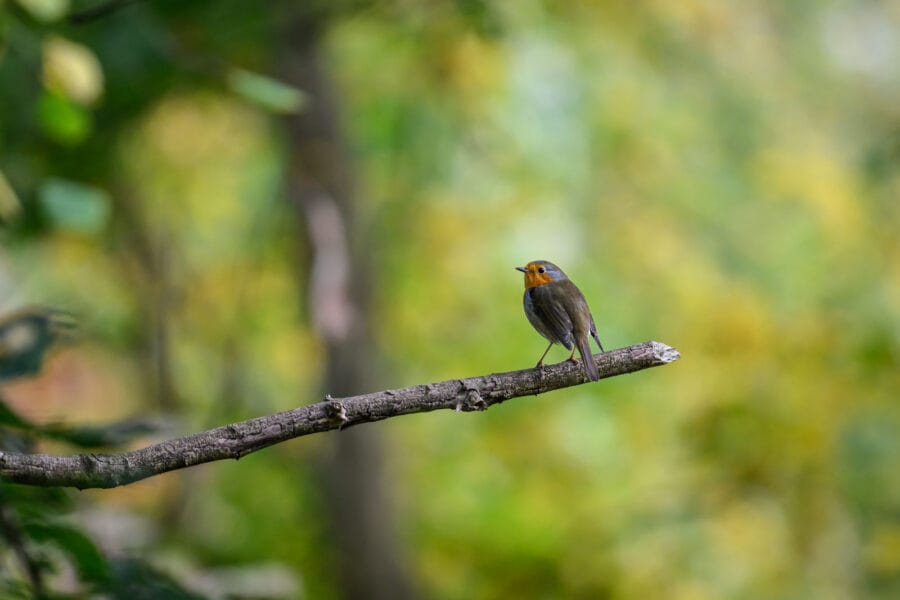 Roodborstje op uitstekende tak, Zeeland oktober 2025