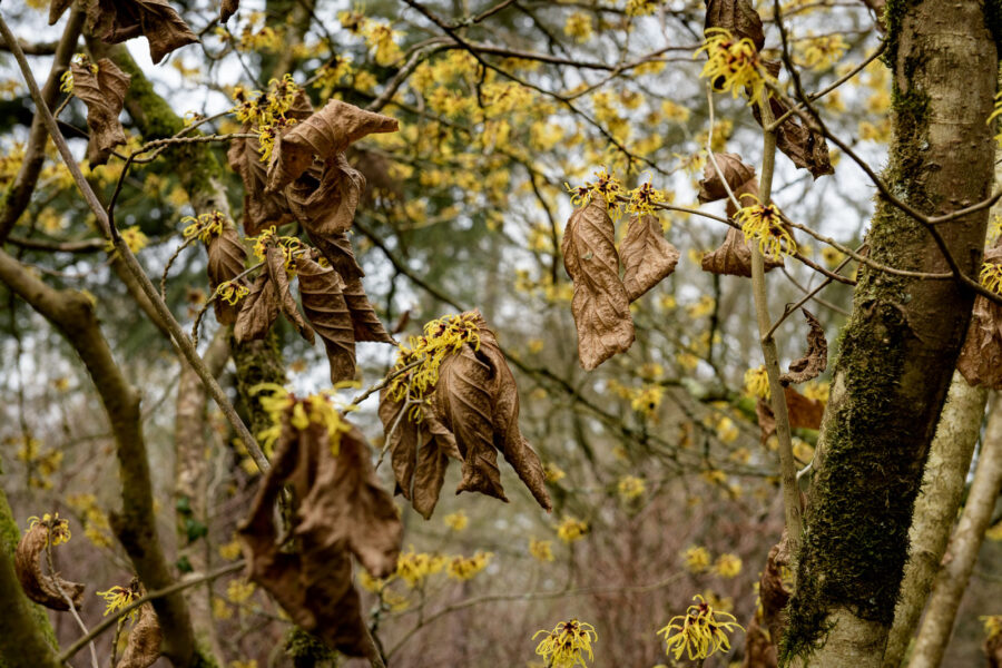 Hamamelis / Toverhazelaar