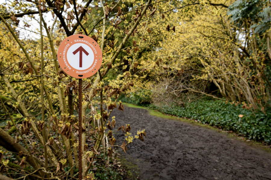 Hamamelis / Toverhazelaar