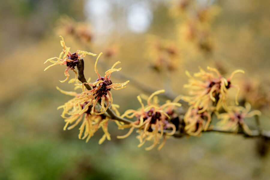 Hamamelis / Toverhazelaar