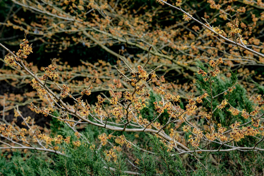 Hamamelis / Toverhazelaar