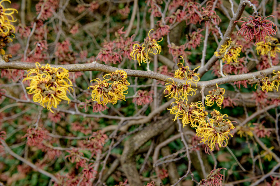 Hamamelis / Toverhazelaar