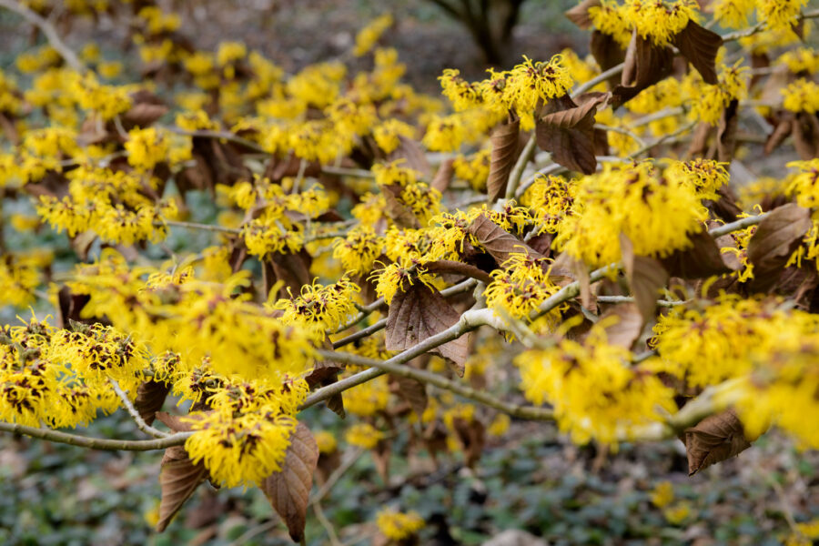 Hamamelis / Toverhazelaar