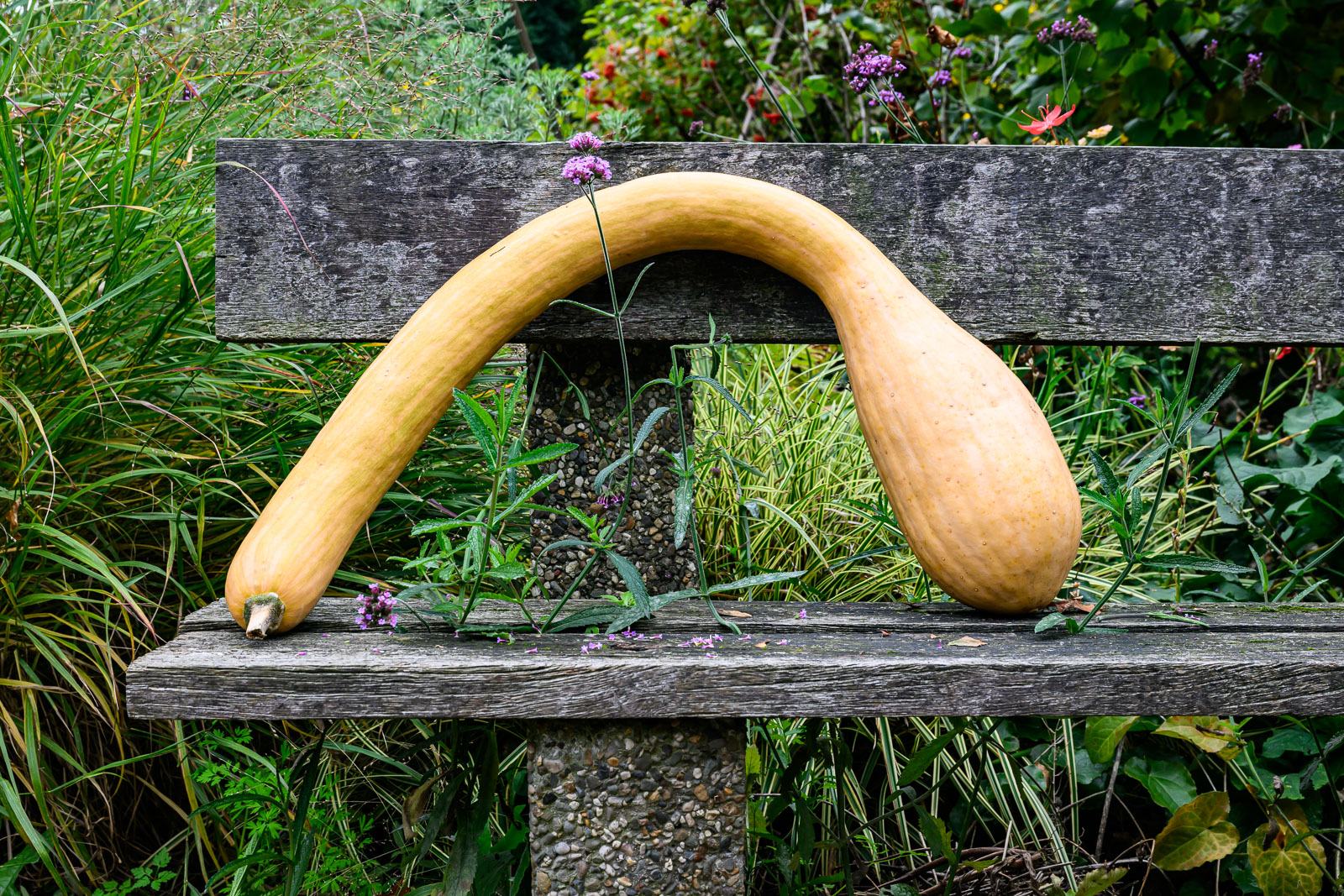 Pompoen op houten bankje